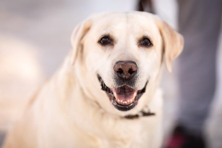 Лабрадор ретривер девочка