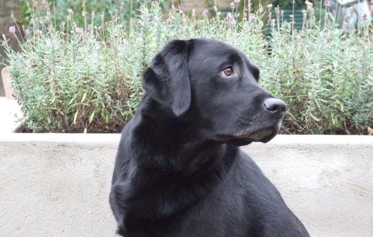 Лабрадор ретривер с кинологом