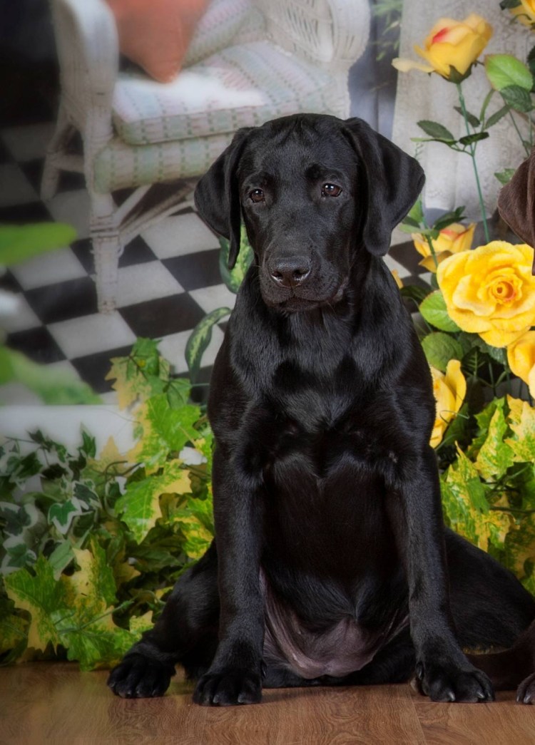 Лабрадор ретривер черный девочка