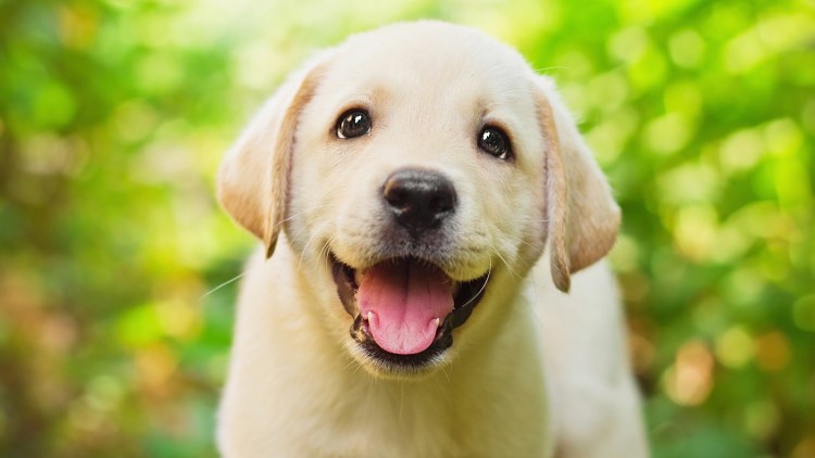 Лабрадор бежевый