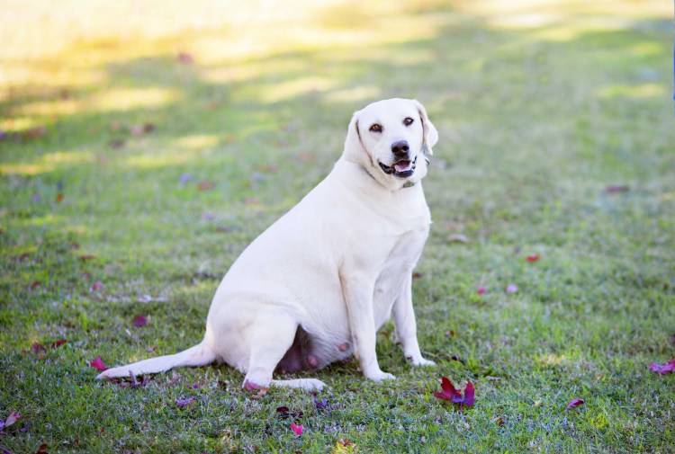 Лабрадор с жёлтой тесьмой