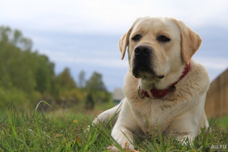 Лабрадор ретривер мальчик