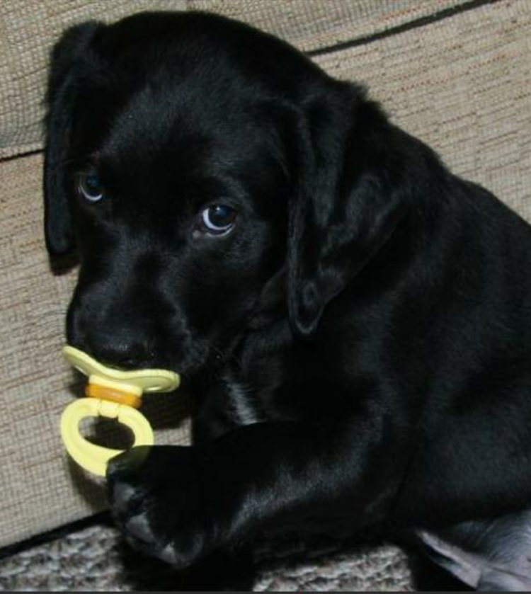 Лабрадор черный