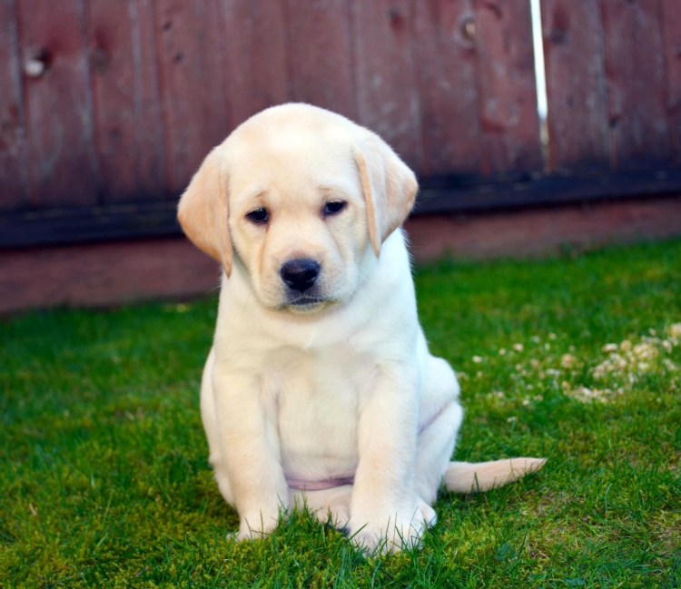 Лабрадор ретривер черный