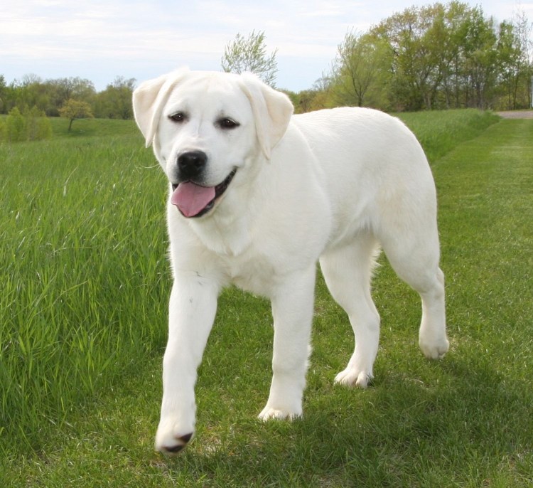 Песочный лабрадор ретривер