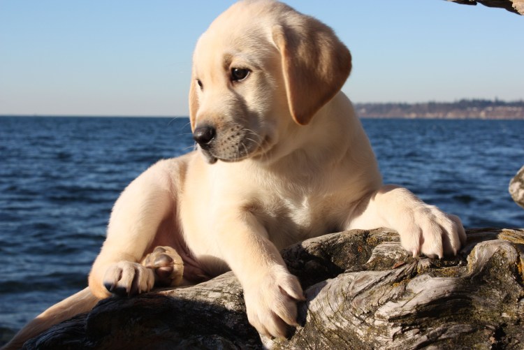 Лабрадор ретривер