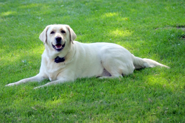 Золотистый ретривер белый