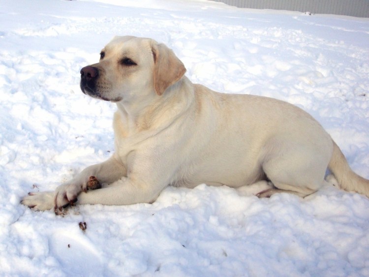Черный лабрадор щенок 4 месяца