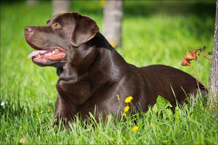 Лабрадор большой белый