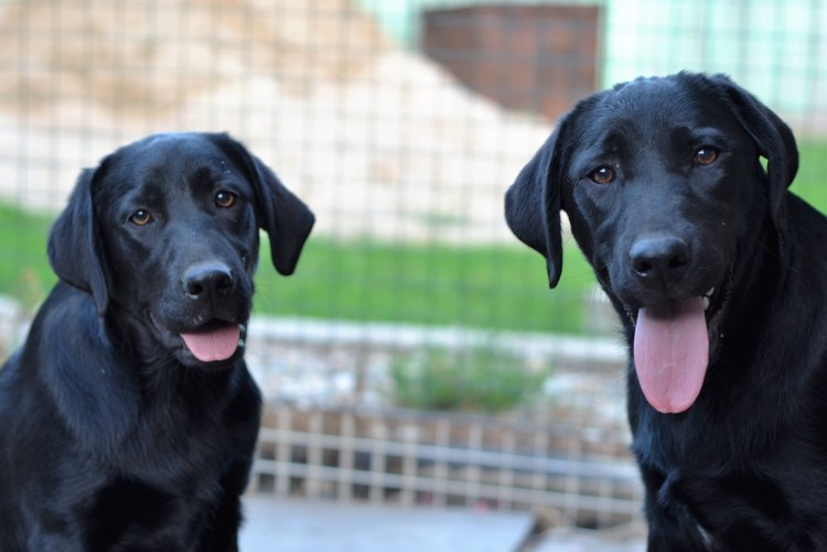 Щенок лабрадора 1 месяц