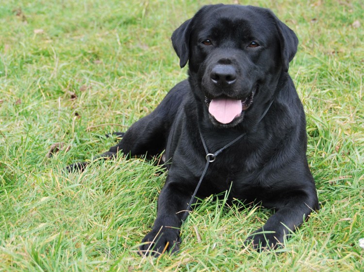 Аляскинский лабрадор