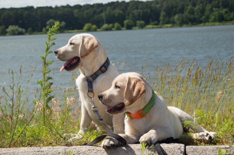 Щенок лабрадора черный с белым