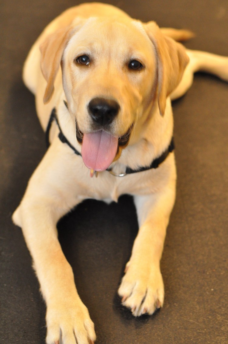 Лабрадор ретривер белый