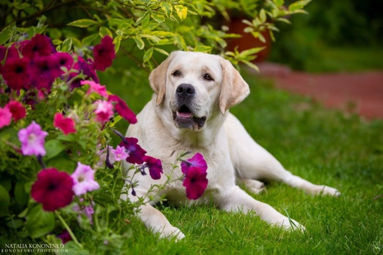 Лабрадор ретривер