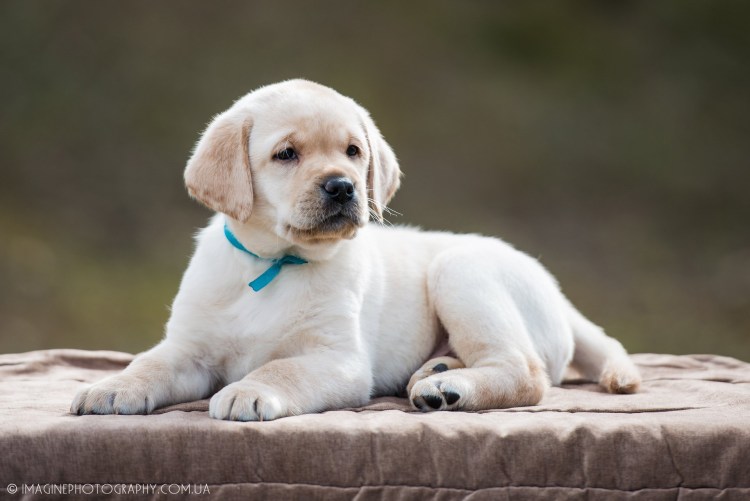 Клонирование лабрадор ретривер