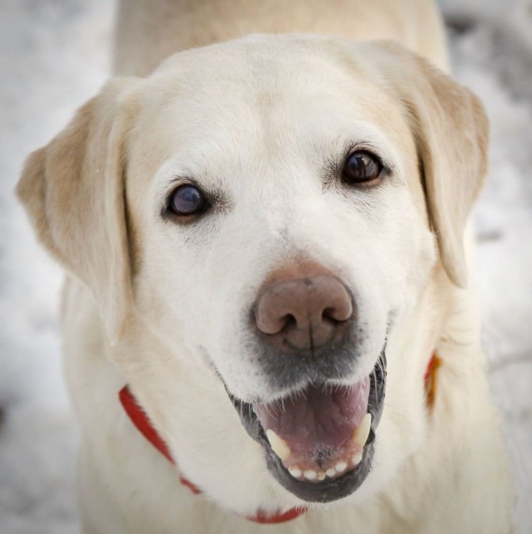 Лабрадор ретривер палевый