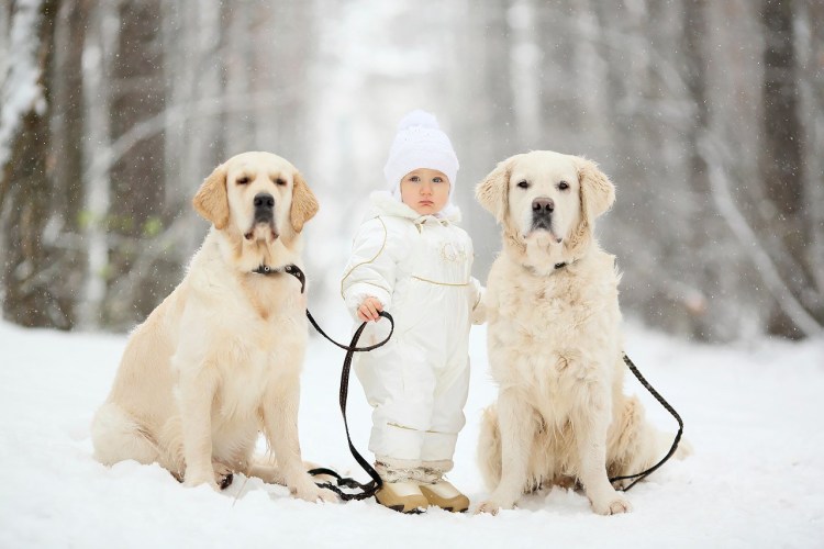 Лабрадор ретривер щенок