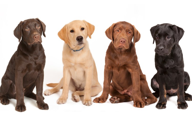 Лабрадор ретривер щенок