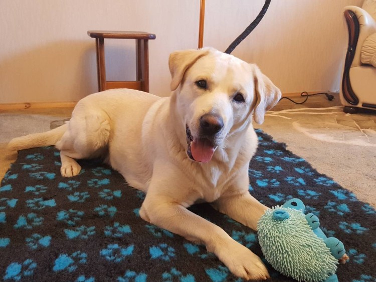 Лабрадор черный взрослый