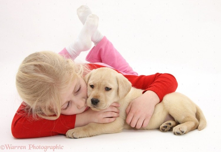 Черный лабрадор девочка щенок