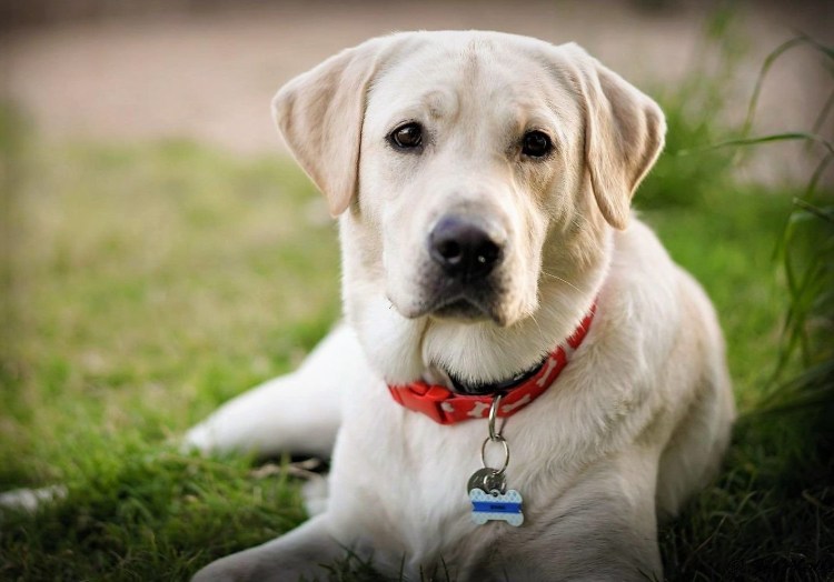 Лабрадор белый