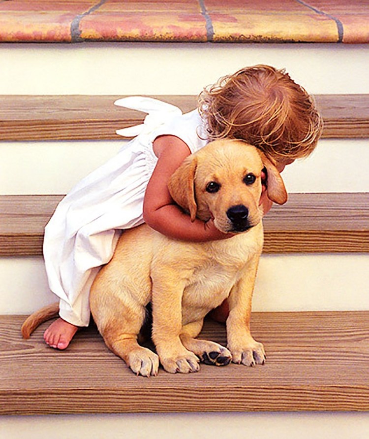 Лабрадор черный