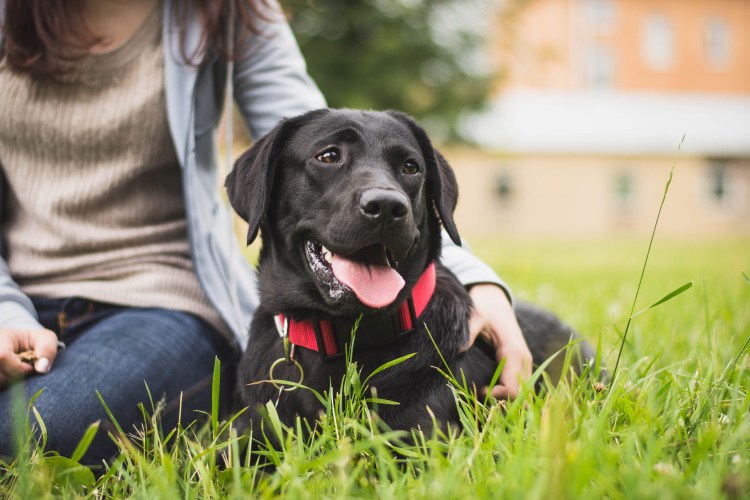Девушка с лабрадором
