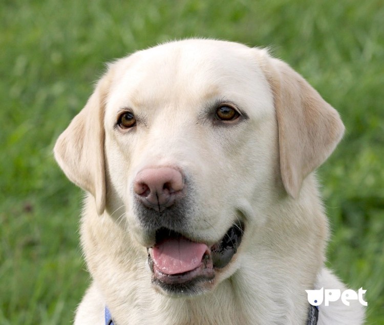 Лабрадор ретривер белый щенок