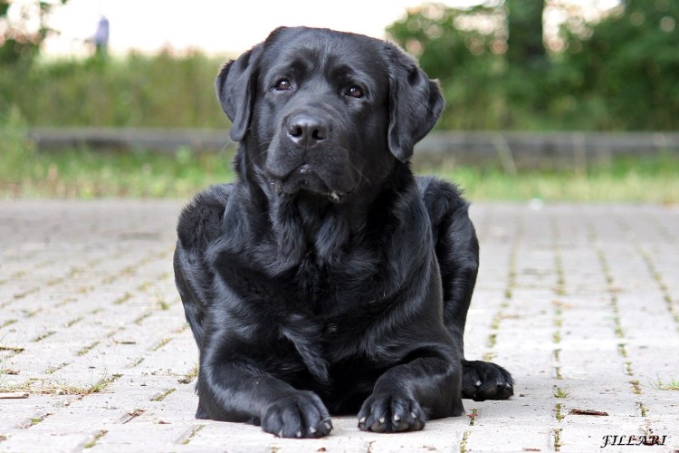 Лабрадор ретривер шоколадный