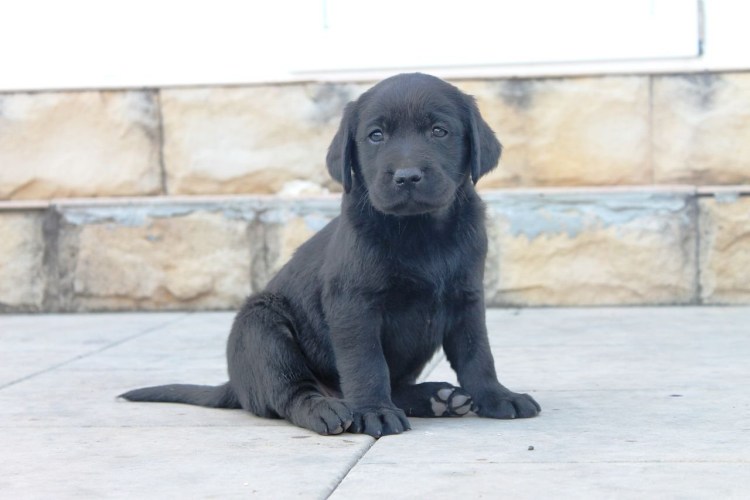 Лабрадор ретривер