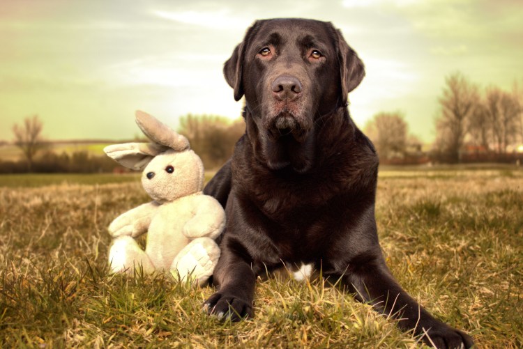 Лабрадор черны1