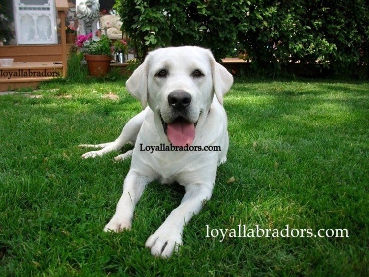 Лабрадор ретривер заяц