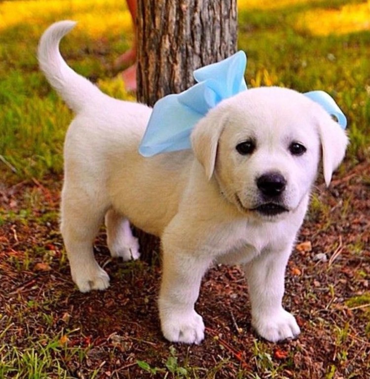 Лабрадор ретривер белый