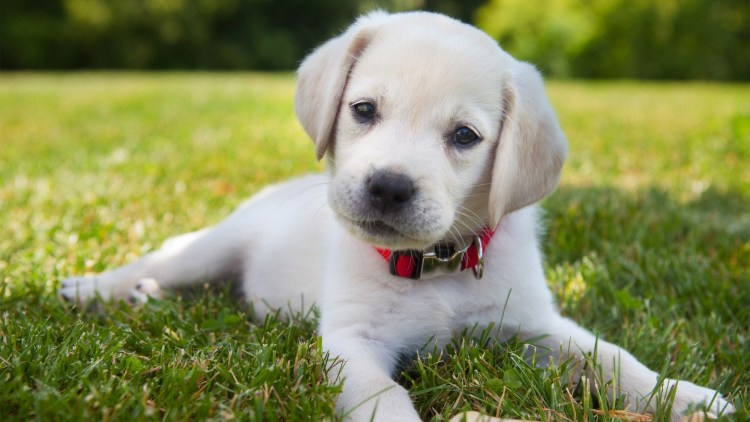 Лабрадор пятнистый