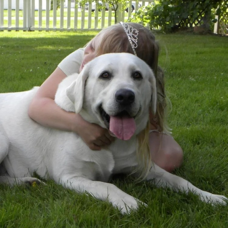 Лабрадор ретривер черный