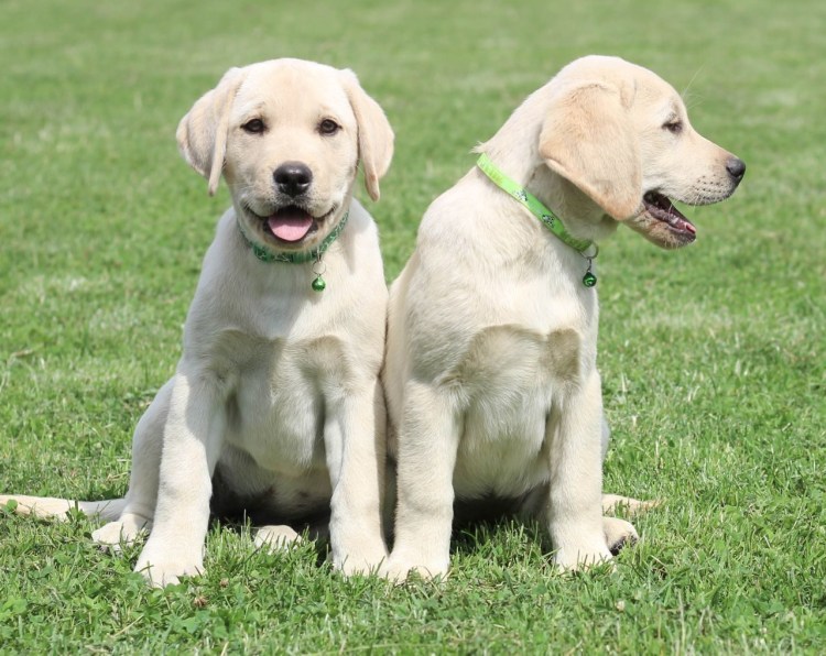 White лабрадор ретривер