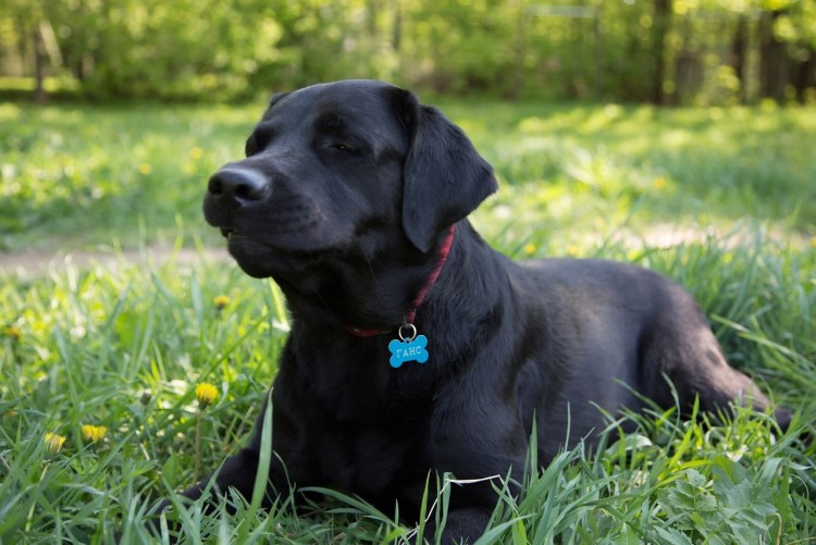 Лабрадор ретривер
