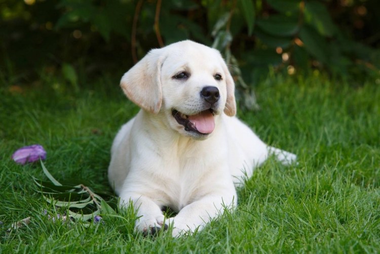 Лабрадор ретривер 40кг