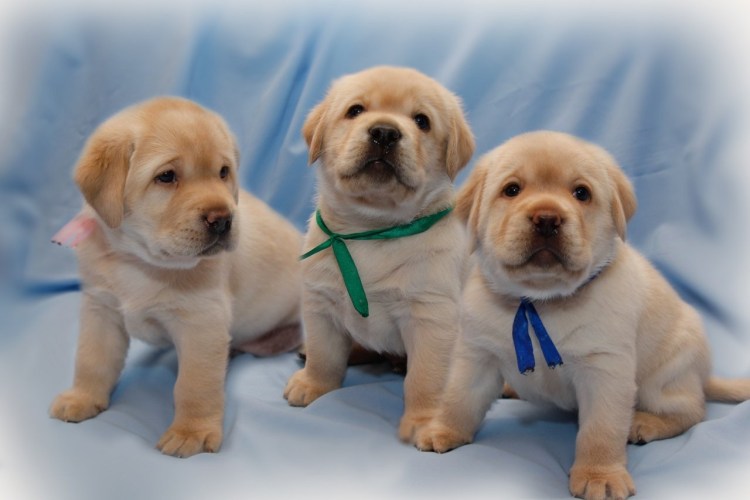 Лабрадор ретривер золотистый и девочка