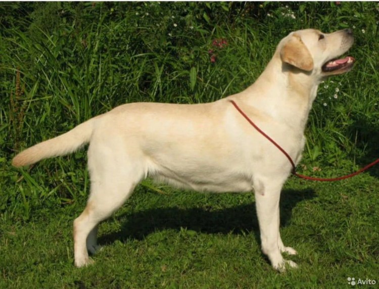 Лабрадор ретривер бежевый