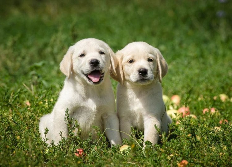 Лабрадор черный