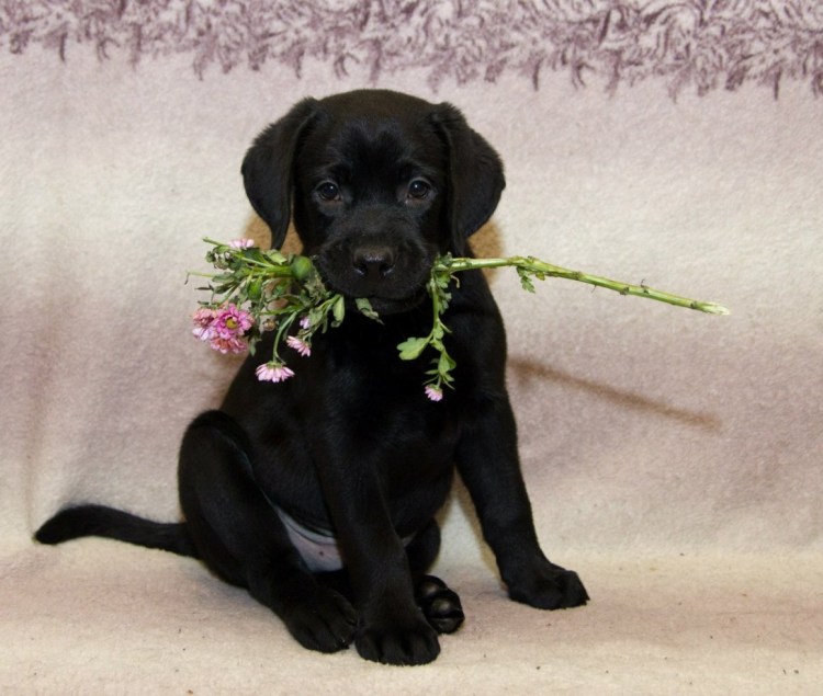 Лабрадор ретривер черный гладкошерстный