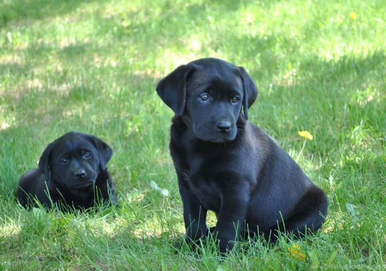 Собака друг человека