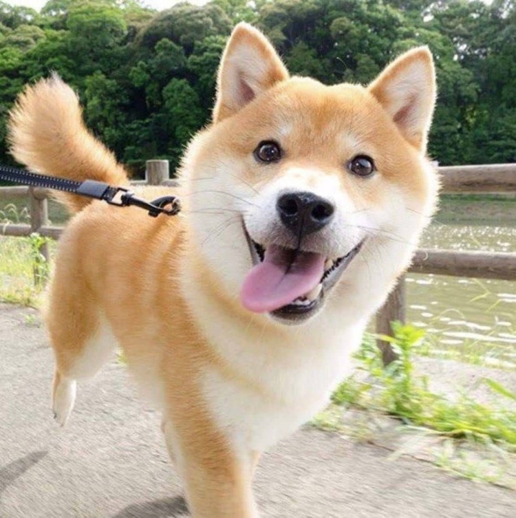 Немецкая овчарка Квазимодо