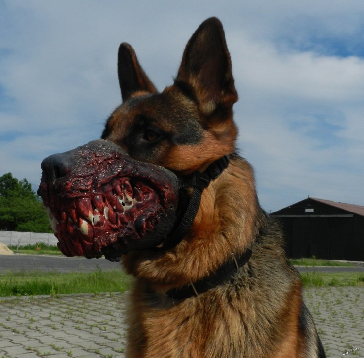 Американский бандог терьер