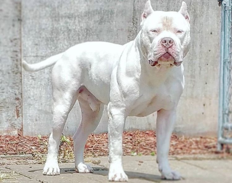 Американский булли альбинос