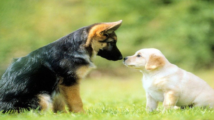 Собачки вместе