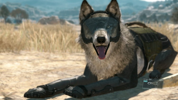 Сиба ину белая