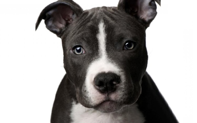 Собака овчарка немецкая злая