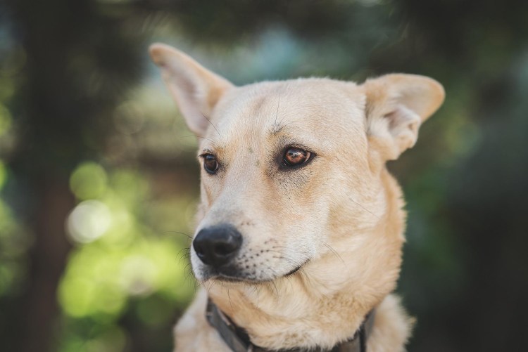 Американский булли XL